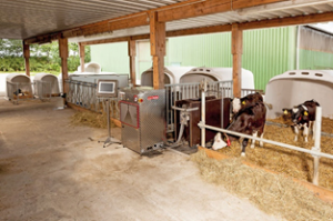 Calf Feeding Machine